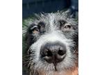 Adopt Oakley a Black - with White Hound (Unknown Type) / Border Collie / Mixed