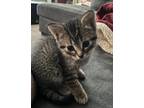 Adopt Button a Tiger Striped American Shorthair / Mixed (short coat) cat in San