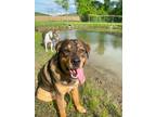 Adopt Winnie a Tricolor (Tan/Brown & Black & White) Great Pyrenees / Rottweiler