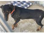 Adopt Dally a Doberman Pinscher / Mixed dog in Brownwood, TX (41305060)