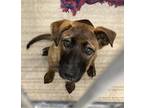 Adopt Chancy a Belgian Malinois / Black Mouth Cur / Mixed dog in Brownwood