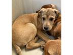 Adopt Luke a Dachshund / Mixed Breed (Medium) / Mixed dog in Brownwood