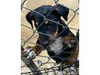 Adopt Lightning a Catahoula Leopard Dog / Labrador Retriever / Mixed dog in