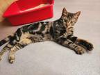 Adopt Ziggy a Spotted Tabby/Leopard Spotted Egyptian Mau / Mixed cat in