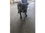Adopt BUBBA a Staffordshire Bull Terrier / Mixed dog in Lindsay, CA (41269631)