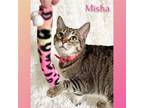 Adopt Misha a Domestic Shorthair / Mixed cat in Salt Lake City, UT (40705746)