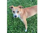 Adopt Kimani a Mixed Breed (Medium) / Mixed dog in Killen, AL (40230238)