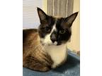 Adopt Toby a Black & White or Tuxedo Snowshoe / Mixed (short coat) cat in Tulsa