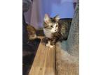 Adopt Olive a Brown Tabby Domestic Longhair (long coat) cat in Linton