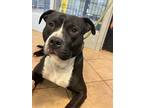 Adopt Silas a American Pit Bull Terrier / Mixed dog in Marion, OH (41304964)