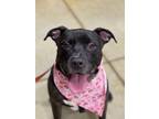 Adopt Rocco (Saint litter) a Black - with White American Pit Bull Terrier /