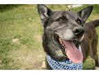 Adopt Koda a Black - with Gray or Silver Husky / Shepherd (Unknown Type) dog in