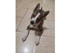 Adopt Duke Javiercito a Gray/Silver/Salt & Pepper - with White Siberian Husky