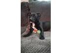 Adopt Hollyhock a Black Labrador Retriever dog in Merrifield, VA (40884749)