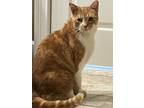 Adopt Goliath a Orange or Red (Mostly) American Shorthair (short coat) cat in