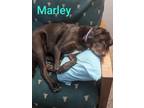 Adopt Marley a Brown/Chocolate Labrador Retriever / Mixed Breed (Medium) dog in