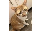 Adopt Cass a Orange or Red Tabby Domestic Shorthair (short coat) cat in