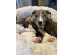 Adopt New Romantics a Brindle Mixed Breed (Medium) dog in New York