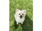 Adopt Casper a White Pomeranian / Mixed dog in Irwin, PA (41304849)