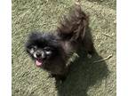 Adopt Harley a Black Pomeranian / Mixed dog in Irwin, PA (41304848)