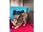 Adopt Zinnia a Domestic Shorthair cat in St Cloud, FL (41304837)