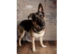Adopt Farah a German Shepherd Dog dog in Littleton, CO (40726651)