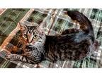 Adopt Cosmo - JM a Brown Tabby Domestic Mediumhair / Mixed (long coat) cat in