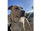 Adopt Manny a Tan/Yellow/Fawn - with White Labrador Retriever / Mixed dog in