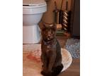 Adopt Pebbles a Gray or Blue American Shorthair / Mixed (short coat) cat in