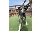 Adopt Duke a Merle Great Dane / Mixed dog in San Luis Obispo, CA (41304763)