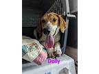 Adopt Dolly a Black - with White Treeing Walker Coonhound / Australian Cattle