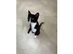Adopt Elli a Black & White or Tuxedo Domestic Shorthair / Mixed (short coat) cat