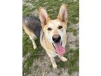 Adopt Sonny a German Shepherd Dog / Mixed dog in Tulare, CA (41057284)