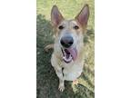Adopt Cher a German Shepherd Dog / Mixed dog in Tulare, CA (41057283)