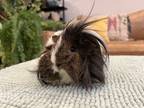 Adopt Juliette a Brown or Chocolate Guinea Pig (long coat) small animal in