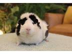 Adopt Vivienne a Black Guinea Pig (short coat) small animal in Philadelphia