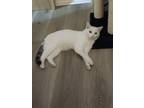 Adopt Snowball a White (Mostly) American Shorthair / Mixed (short coat) cat in