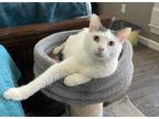 Adopt Luke a White (Mostly) American Shorthair / Mixed (short coat) cat in