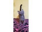 Adopt Stripes (fka Libby) a Domestic Shorthair / Mixed (short coat) cat in