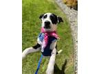Adopt Willow a Black - with White Border Collie / Mixed dog in Lynnwood