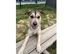Adopt Grim a Border Terrier dog in Jacksonville, NC (41304171)