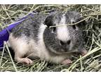 Adopt Gracie a Silver or Gray Guinea Pig (short coat) small animal in