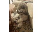 Adopt Sullivan and Walter a Black - with White Poodle (Standard) / Goldendoodle