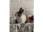 Adopt Peanut a Dutch rabbit in Mattawan, MI (41304714)