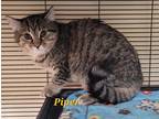 Adopt Piper a Domestic Shorthair / Mixed (short coat) cat in Cedar Rapids