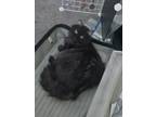 Adopt Grayson a Black (Mostly) Domestic Longhair / Mixed (medium coat) cat in
