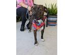 Adopt Sue a Brindle American Pit Bull Terrier / Mixed dog in Gulfport