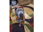 Adopt Bryant a Gray/Blue/Silver/Salt & Pepper American Pit Bull Terrier / Mixed