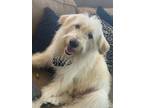 Adopt Rudy a White - with Tan, Yellow or Fawn Great Pyrenees / Poodle (Standard)