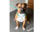 Adopt Bambino a Red/Golden/Orange/Chestnut American Staffordshire Terrier /